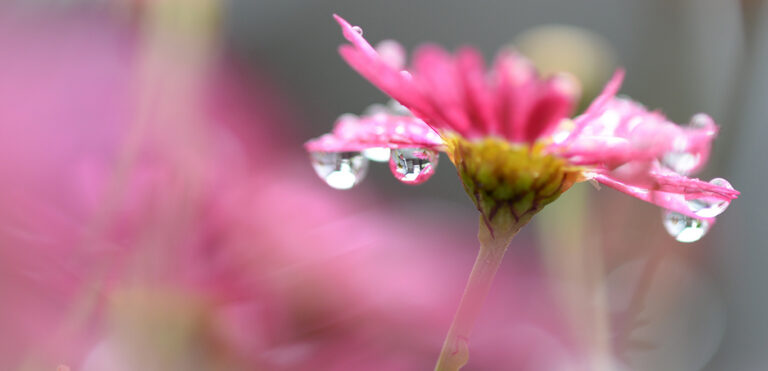 Understanding Depth of Field for Beginners